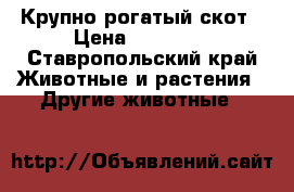 Крупно рогатый скот › Цена ­ 16 000 - Ставропольский край Животные и растения » Другие животные   
